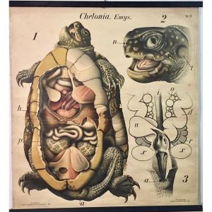 Large Educational Wallchart Of  Tortoise Anatomical Table - A.pichler's Witwe & Sohn - Wien -  