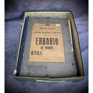 Educational Herbarium Of Useful Plants, Italy, Early 1900s.
