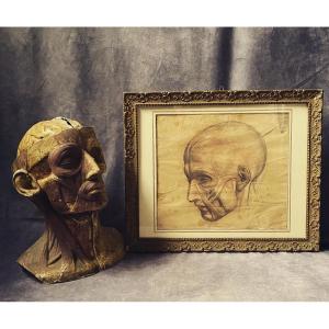 Modèle anatomique d'une tête d'homme écorchée  . Dessin à la sanguine de l'Académie d'art