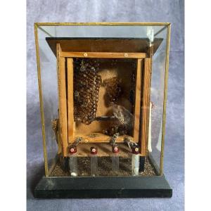 Raro Diorama Di Un Alveare - Apis Mellifera 