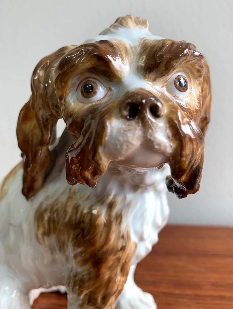 Meissen - Chien En Porcelaine « Bologneser Hund »-photo-1