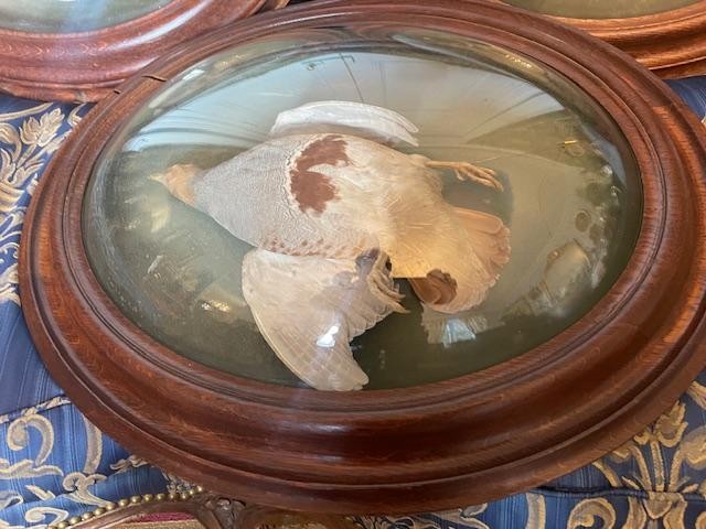 Rare Set Of Three Convex Glass Frames Containing Hunting Trophies-photo-3