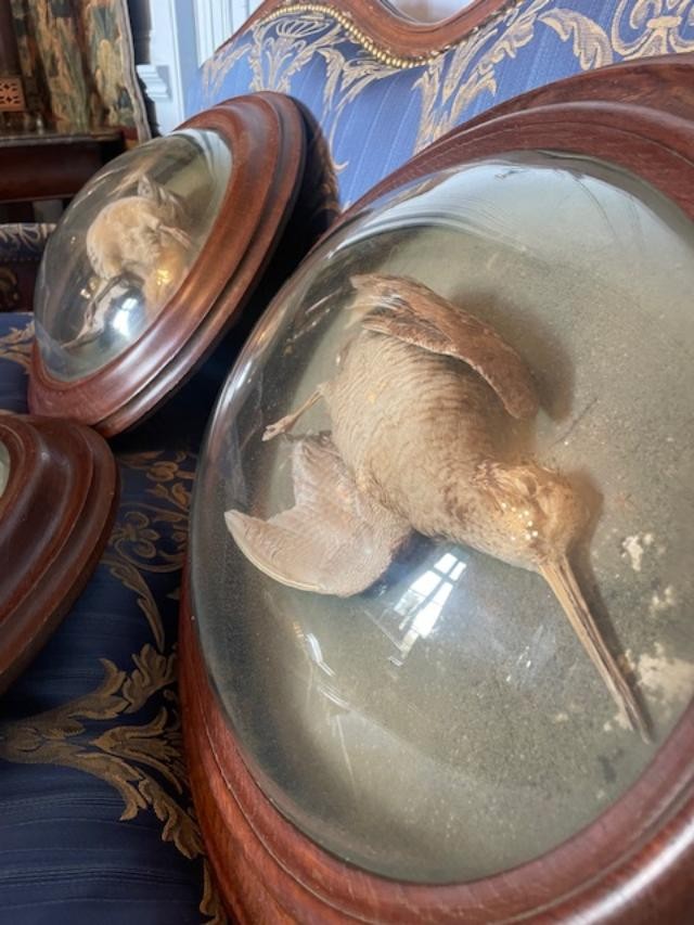 Rare Set Of Three Convex Glass Frames Containing Hunting Trophies-photo-2