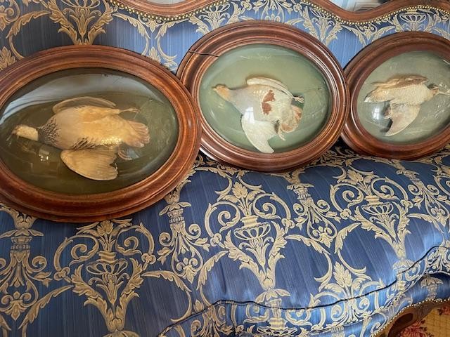 Rare Set Of Three Convex Glass Frames Containing Hunting Trophies-photo-5