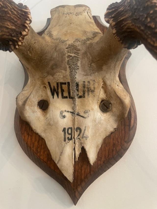 Large Pair Of Deer Antlers Dated 1924-photo-2