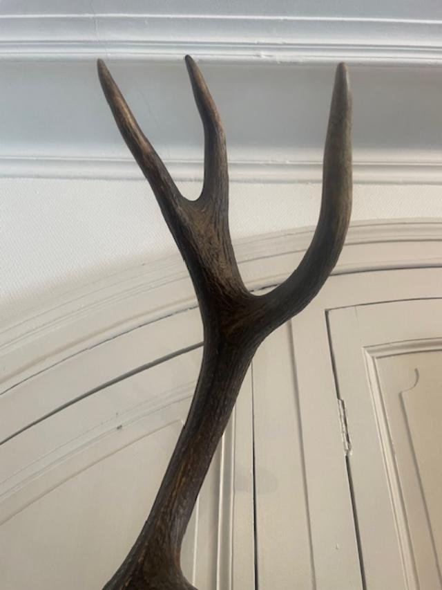 Large Pair Of Deer Antlers Dated 1924-photo-4