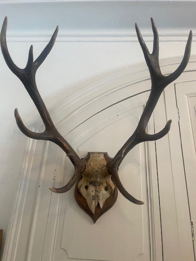 Large Pair Of Deer Antlers Dated 1924