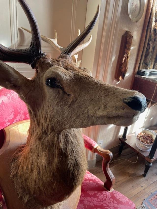 Impressive Ten-point Stag Antlers-photo-2