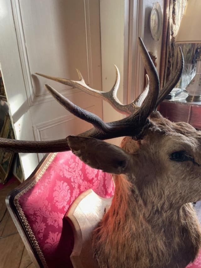 Impressive Ten-point Stag Antlers-photo-3