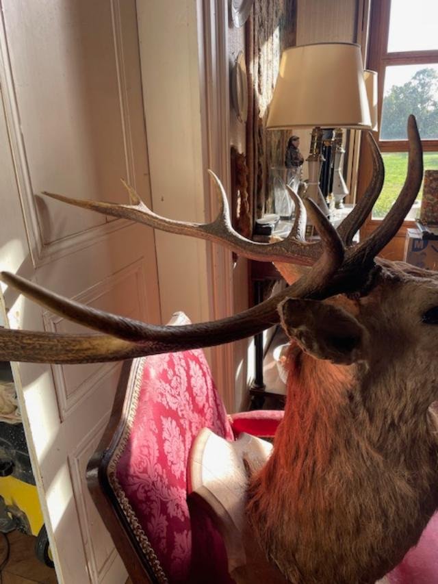 Impressive Ten-point Stag Antlers-photo-4