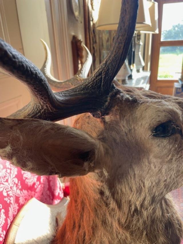 Impressive Ten-point Stag Antlers-photo-1