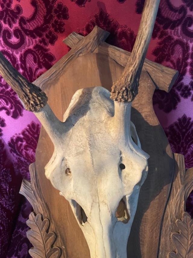 A Daguet Mounted On A Black Forest-style Escutcheon-photo-4