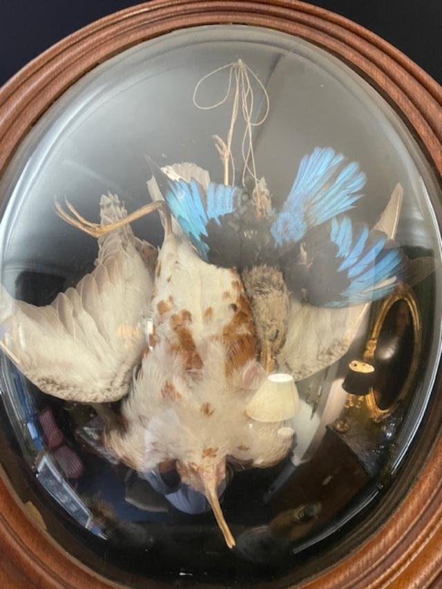 Stuffed Birds In A Frame With A Curved Glass Pane-photo-2