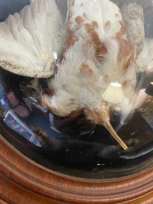 Stuffed Birds In A Frame With A Curved Glass Pane-photo-3