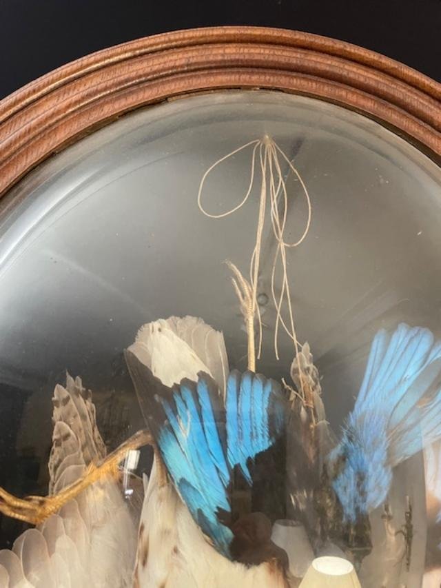 Stuffed Birds In A Frame With A Curved Glass Pane-photo-1