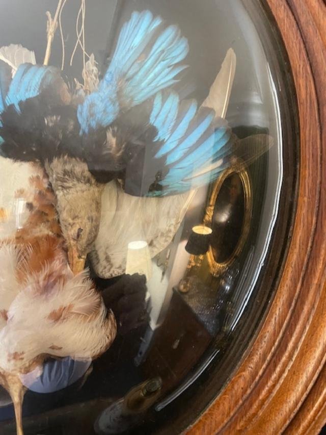 Stuffed Birds In A Frame With A Curved Glass Pane-photo-2