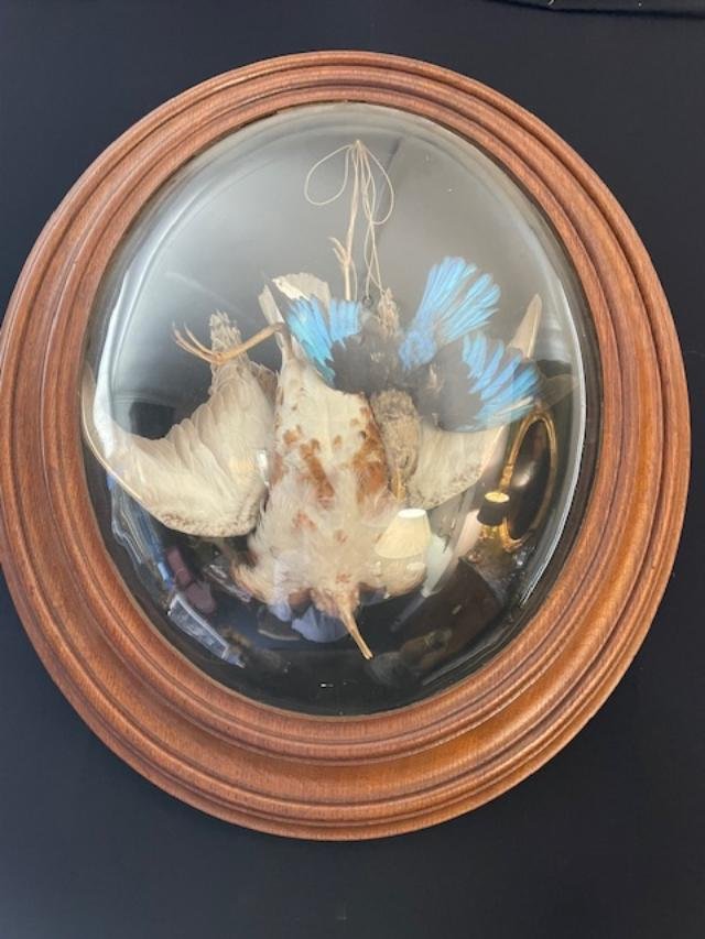 Stuffed Birds In A Frame With A Curved Glass Pane-photo-3