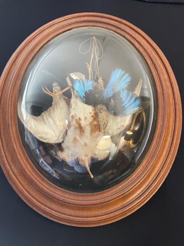 Stuffed Birds In A Frame With A Curved Glass Pane