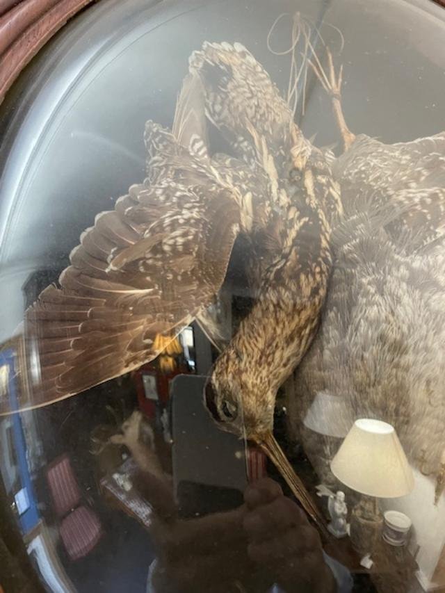 Stuffed Birds In An Oval Wooden Frame With Curved Glass.-photo-4
