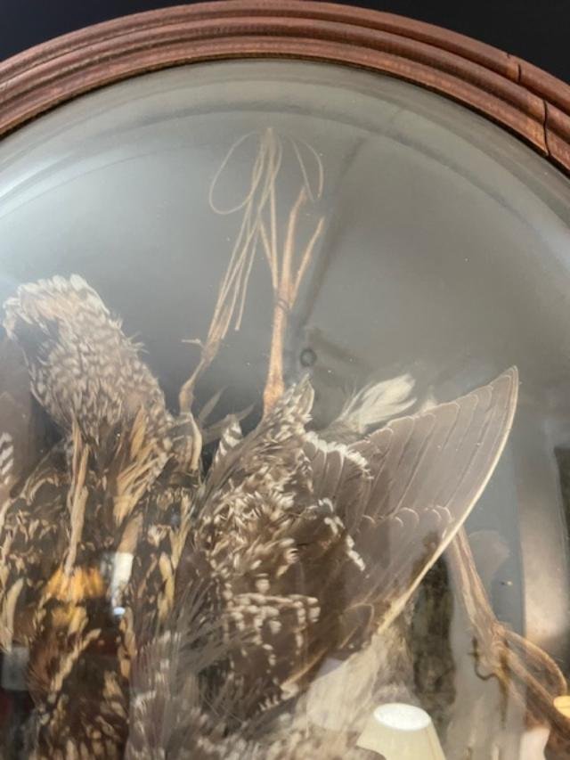 Stuffed Birds In An Oval Wooden Frame With Curved Glass.-photo-1