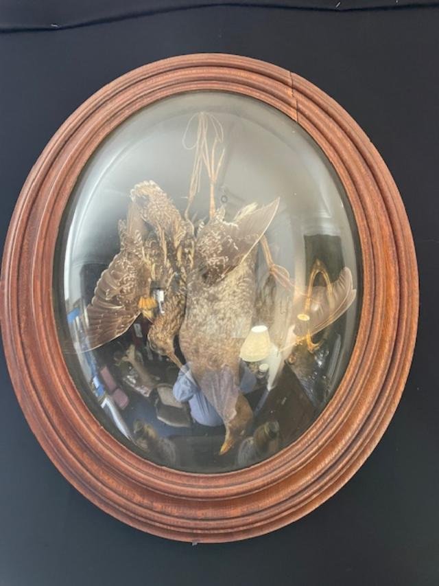 Stuffed Birds In An Oval Wooden Frame With Curved Glass.