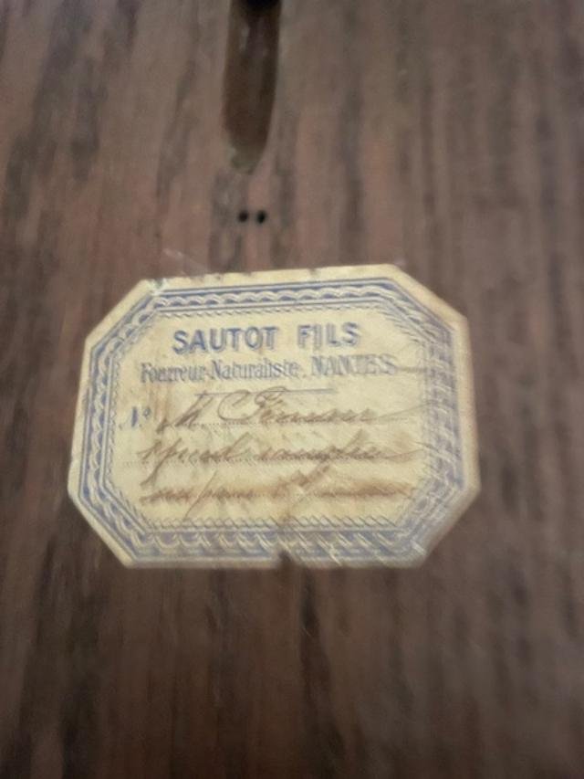 Pied d'honneur de sanglier , forêt de Chinon 1907-photo-2