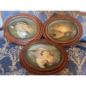 Rare suite de trois  cadres à verres bombés contenant des trophés de chasse
