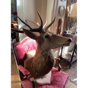 Impressive Ten-point Stag Antlers