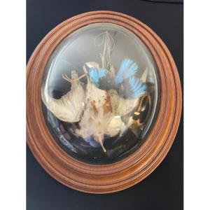 Stuffed Birds In A Frame With A Curved Glass Pane