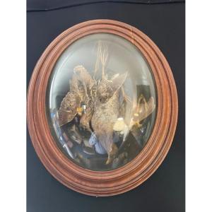 Stuffed Birds In An Oval Wooden Frame With Curved Glass.