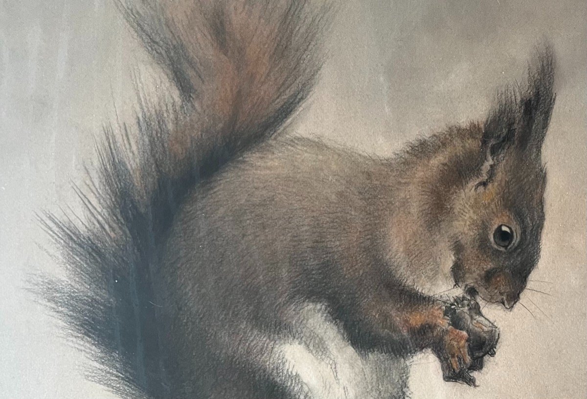 Xavier De Poret, Squirrels-photo-3