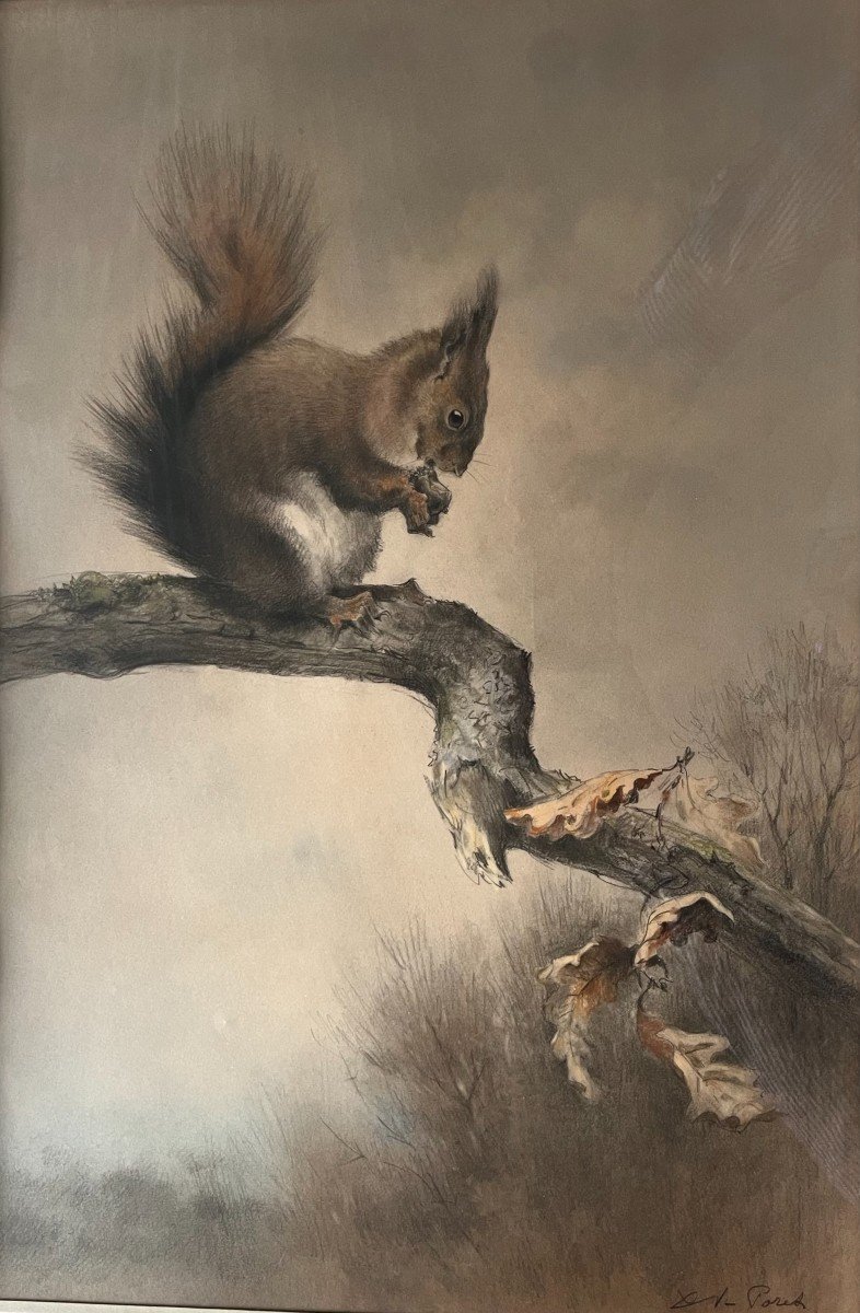 Xavier De Poret, Squirrels