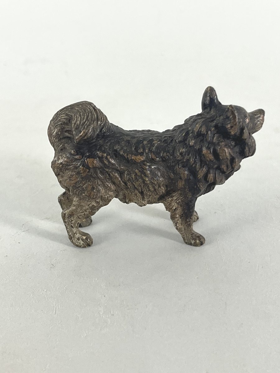 Vienna Bronze, Dog.-photo-2