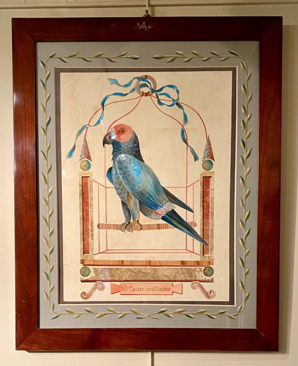 Série De 10 grandes Aquarelles XIXème Représentant Des oiseaux (Perroquets)-photo-2
