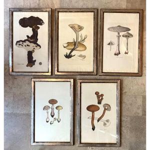 Série De 5  Gravures De Champignons 18ème