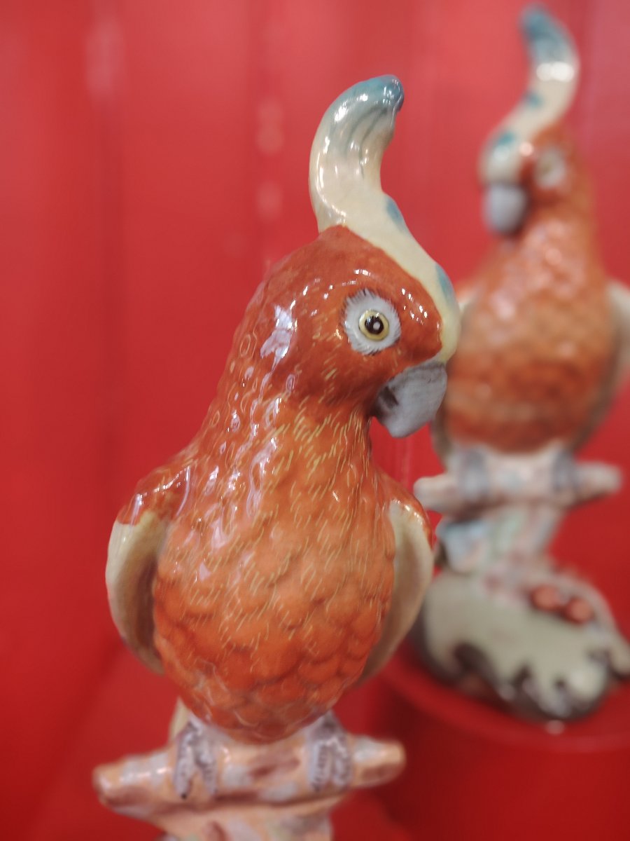Birds-photo-1