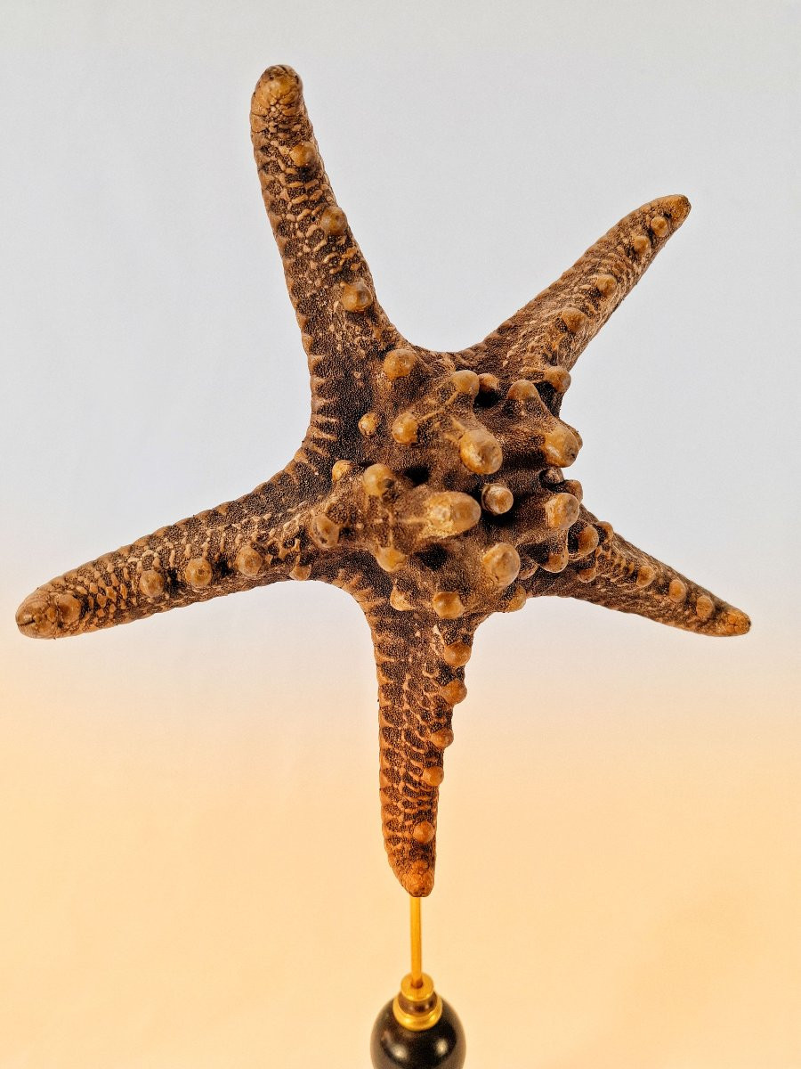 Stuffed Starfish On A Blackened Turned Wooden Base – Cabinet Of Curiosities – 19th Century-photo-2