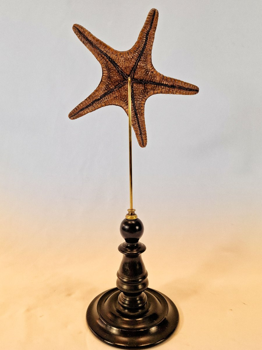 Stuffed Starfish On A Blackened Turned Wooden Base – Cabinet Of Curiosities – 19th Century-photo-3