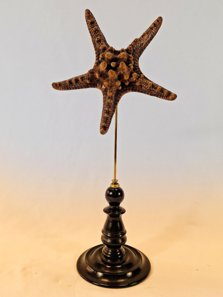 Stuffed Starfish On A Blackened Turned Wooden Base – Cabinet Of Curiosities – 19th Century