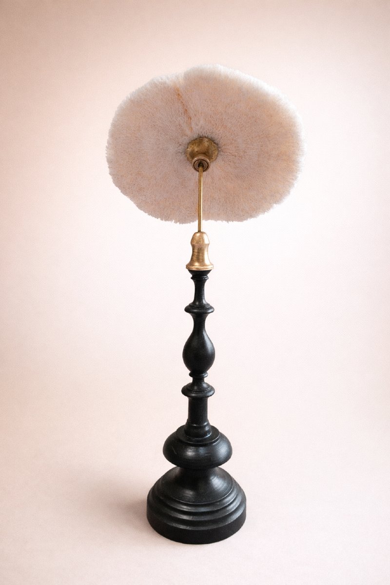 Mounted Fungia Coral, Curiosity Cabinet On Turned Wood And Brass Stand Napoleon III - 19th Century-photo-2