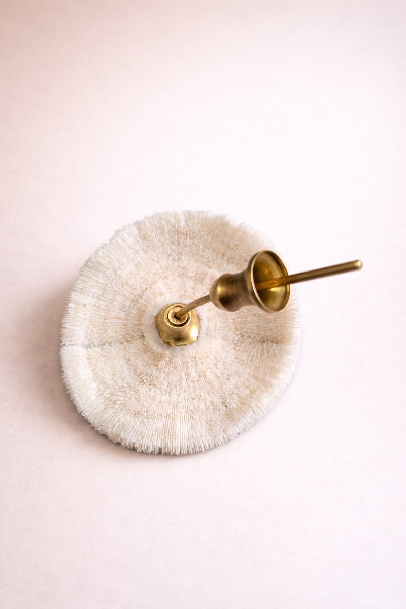 Mounted Fungia Coral, Curiosity Cabinet On Turned Wood And Brass Stand Napoleon III - 19th Century-photo-3