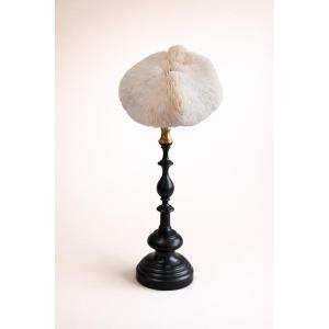 Mounted Fungia Coral, Curiosity Cabinet On Turned Wood And Brass Stand Napoleon III - 19th Century