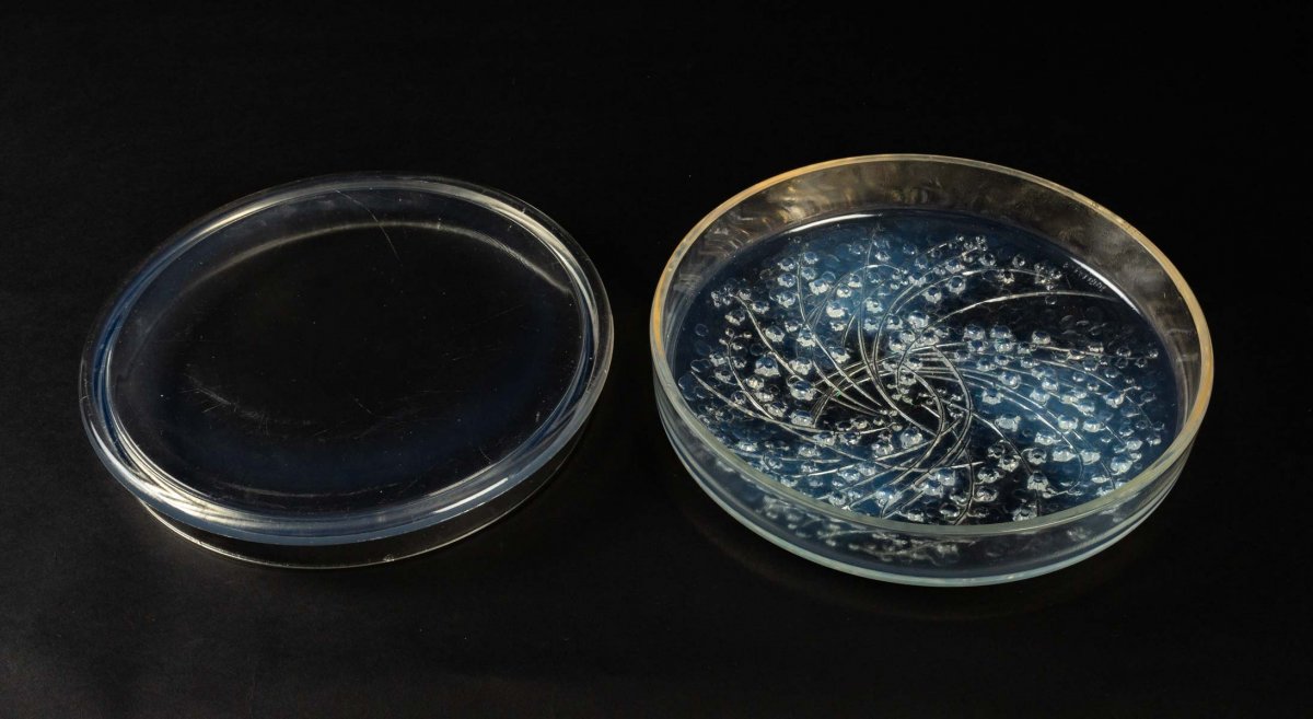 Rene Lalique : Opalescente Boite -photo-4