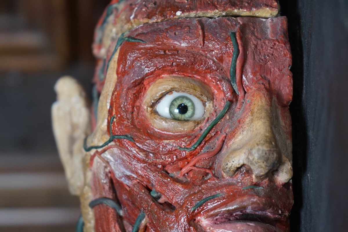 Rare Anatomical Head Of An "écorché" In Stucco And Wax-photo-4