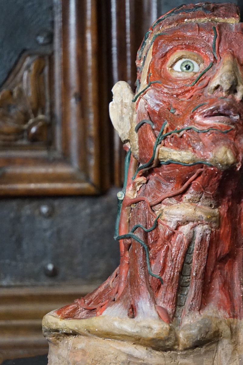 Rare Anatomical Head Of An "écorché" In Stucco And Wax-photo-5