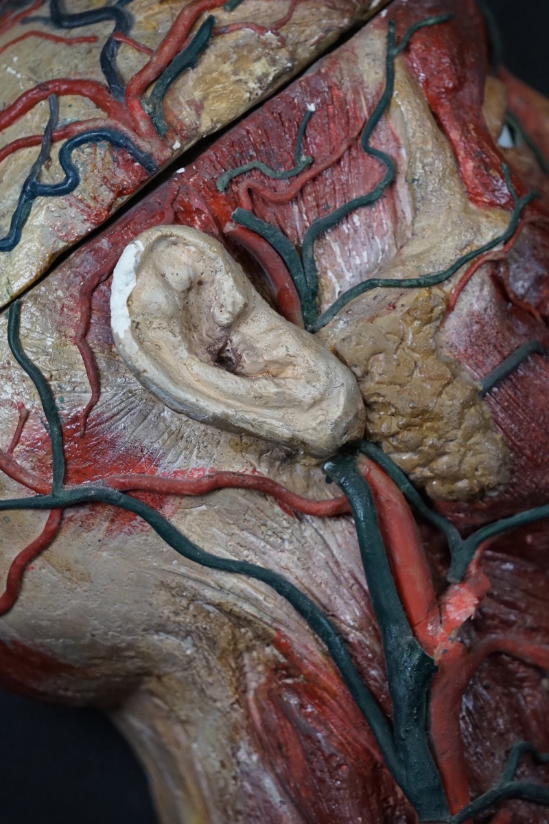 Rare Anatomical Head Of An "écorché" In Stucco And Wax-photo-7