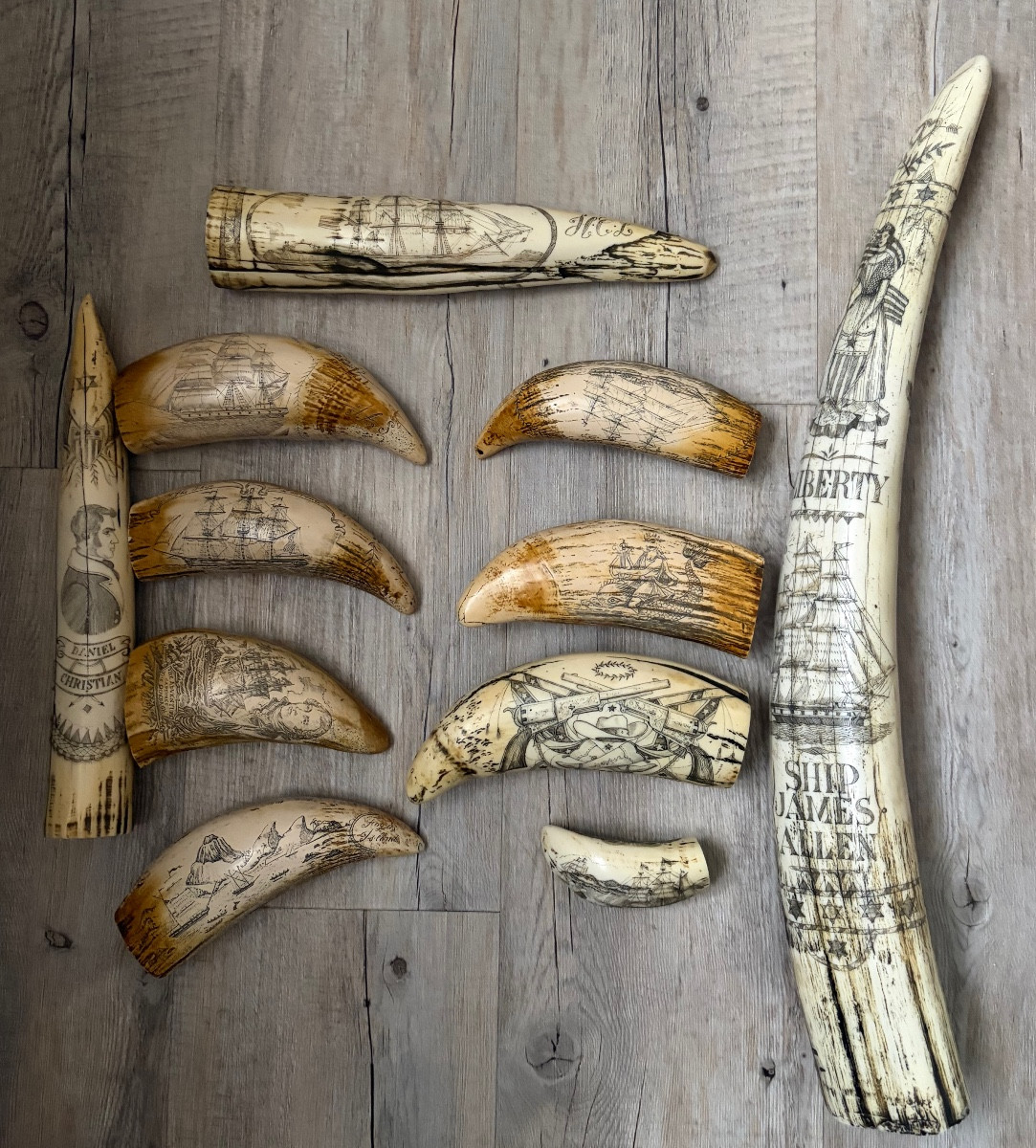 11 dents de morse  réplique modèle ancien