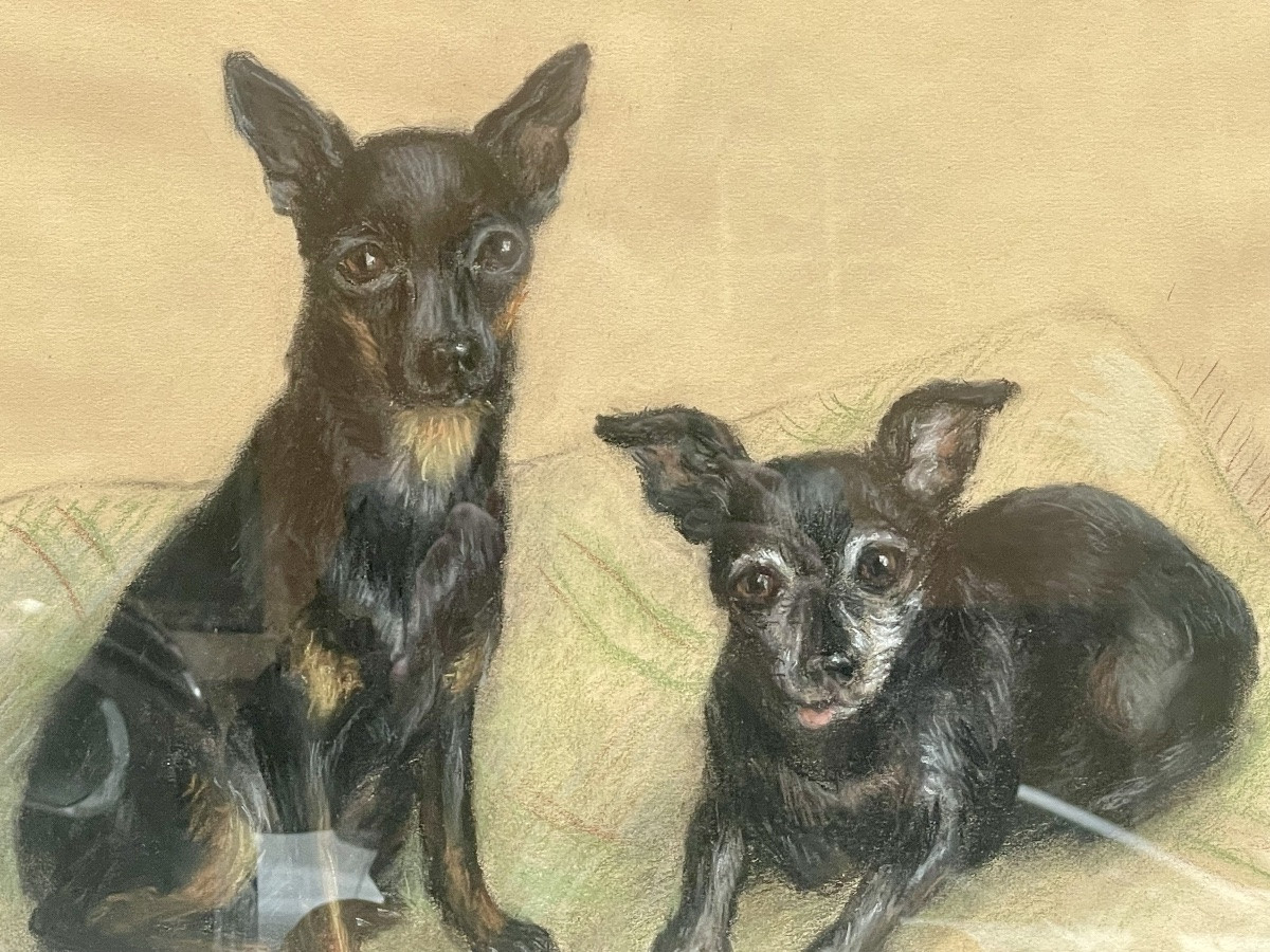 Pastel “portraits Of Chihuahua Dogs”-photo-2