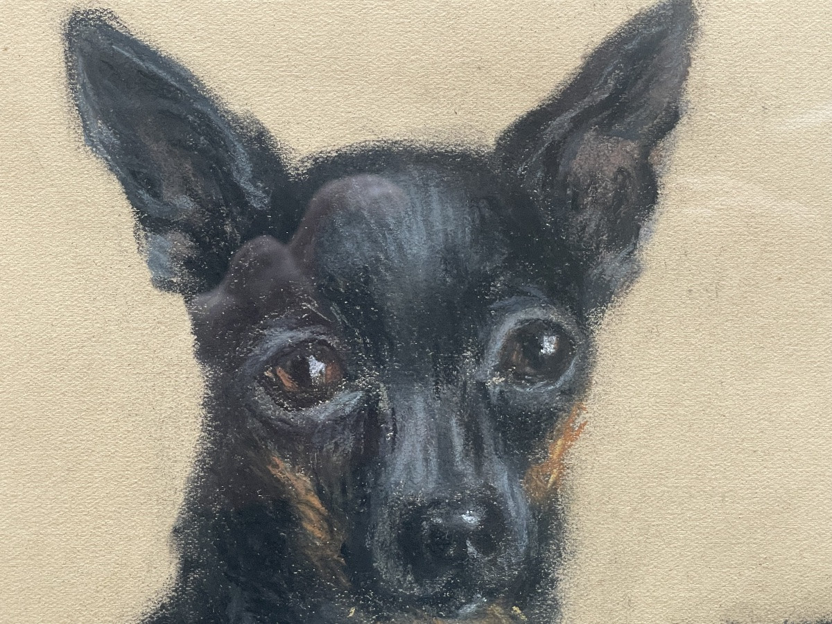 Pastel “portraits Of Chihuahua Dogs”-photo-5