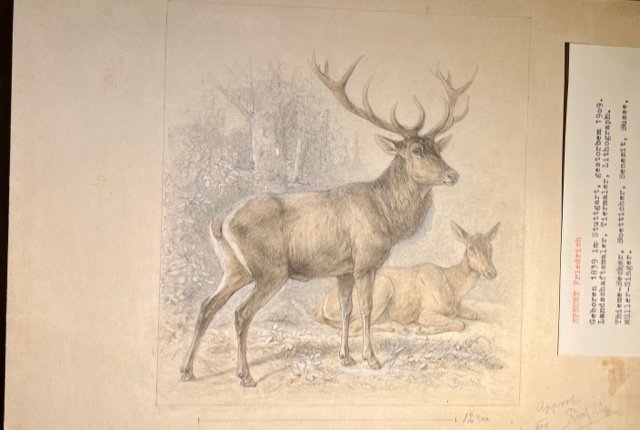 F. Specht (1839-1909), 6 dessins originaux pour la encyclopédie animalière d'Alfred Brehm, XIXe